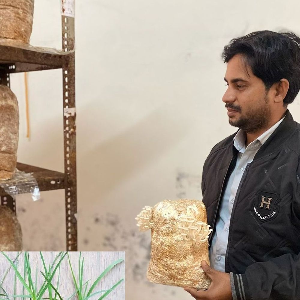 पूर्वांचल विवि में ऑयस्टर मशरूम उत्पादन की नई तकनीक विकसित:शोध प्रतिष्ठित पत्रिका 'बायोरेसोर्स टेक्नोलॉजी रिपोर्ट्स' में प्रकाशित