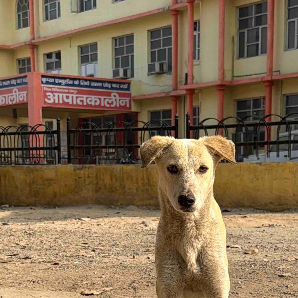 रामपुर जिला अस्पताल में आवारा कुत्तों का आतंक:मरीज-तीमारदार परेशान, इमरजेंसी-OT तक झुंड; पालिका को लिखे गए कई पत्र