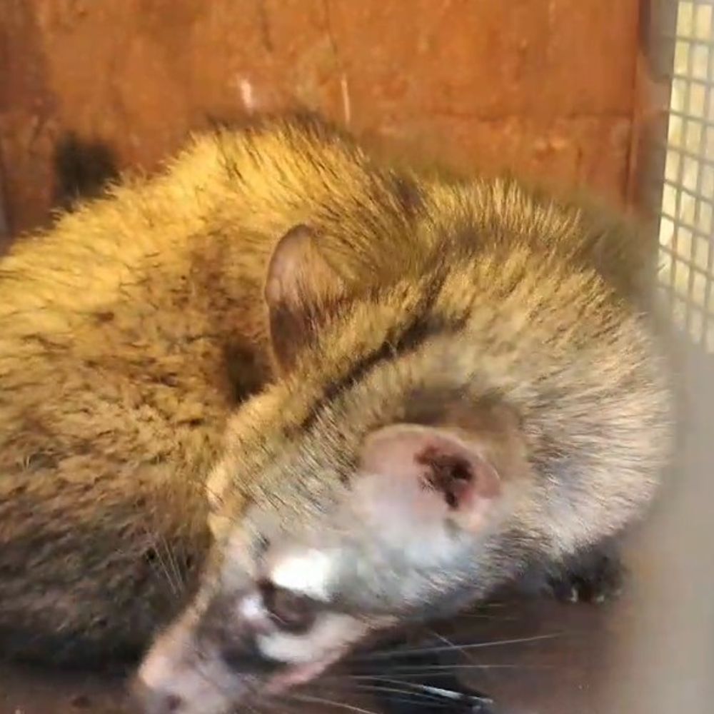 मुरादाबाद डीएम ऑफिस के रिकॉर्ड रूम में घुसा कब्र बिज्जू:वन विभाग ने एक को पकड़ा, कर्मचारियों में दहशत