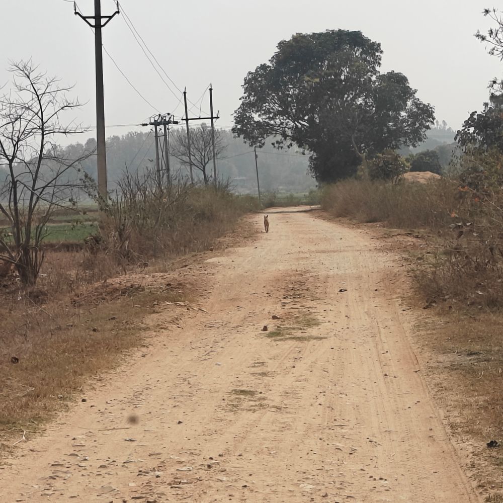 तीन महीने में ही टूटने लगी जावर की सीसी सड़क