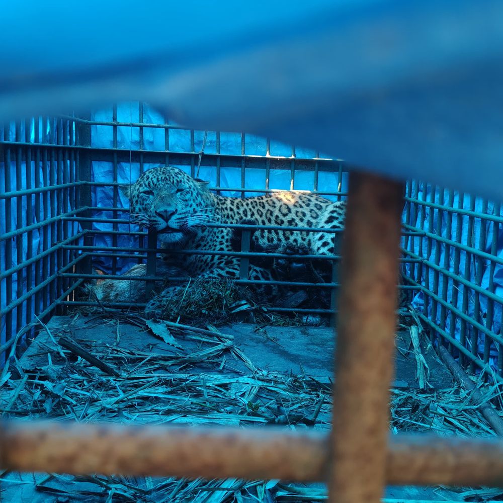 बहराइच में वन विभाग के पिंजरे में तेंदुआ कैद:ग्रामीणों ने ली राहत की सांस, परीक्षण के बाद नए प्राकृतिक आवास में छोड़ा जाएगा