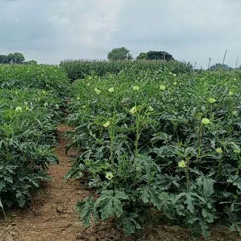 भिंडी पोषक तत्वों का पावर हाउस:मधुमेह, हृदय रोग, पाचन और हड्डियों के लिए फायदेमंद, विटामिन के से भरपूर