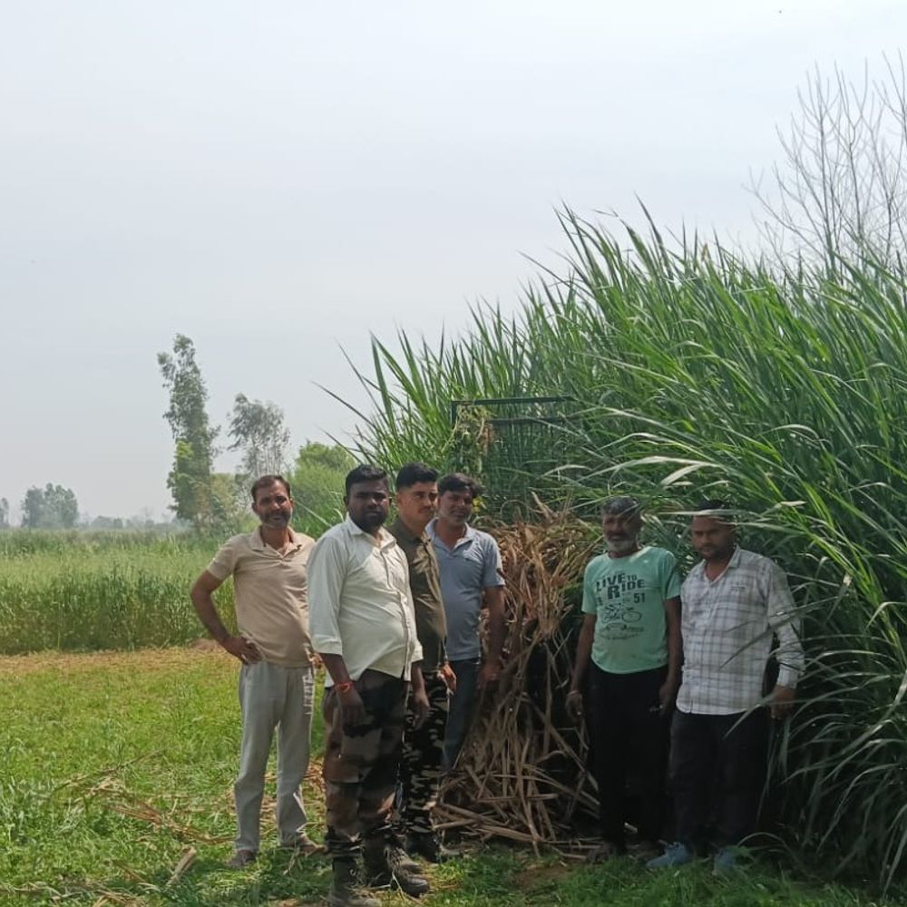 बिजनौर में मादा गुलदार को पकड़ने में जुटा वन विभाग:गन्ने के खेत से तीन शावक मिलने से दूर-दूर तक दहशत