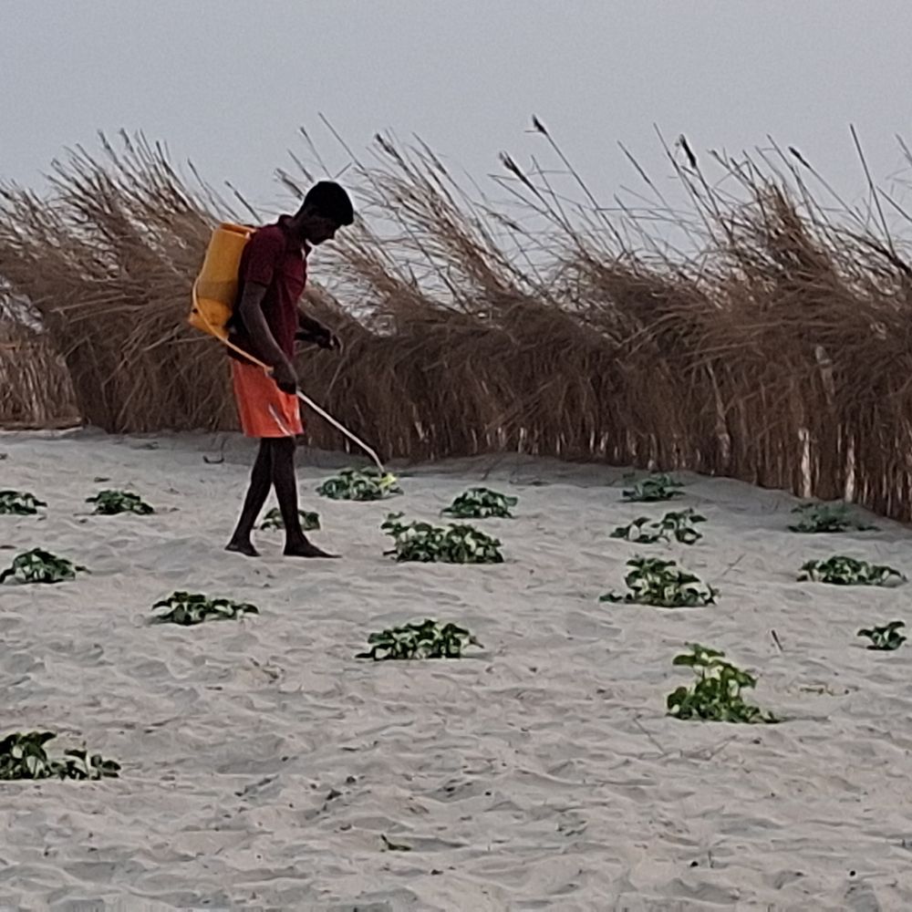 गाजीपुर में गंगा की रेत पर उग रही सब्जियां:बिना जमीन वाले किसान दरिया के बीच कर रहे खेती