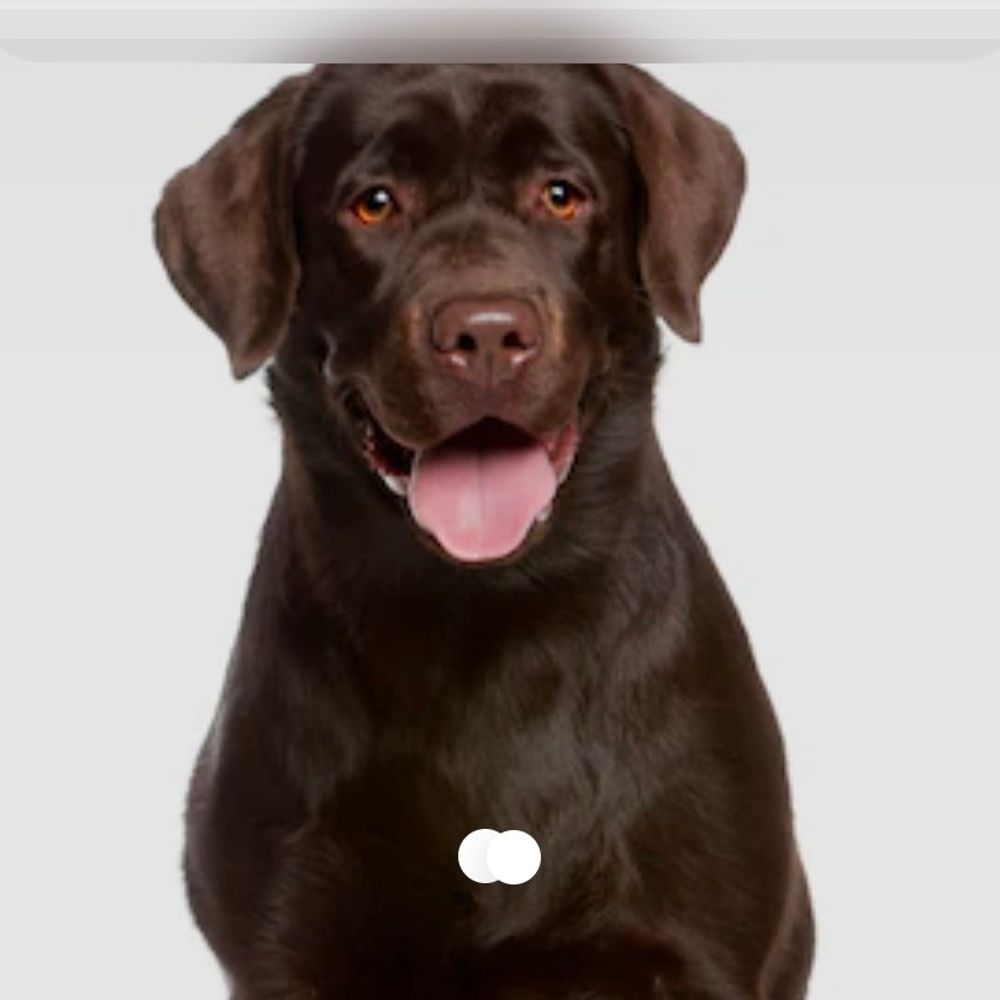 बाराबंकी में पालतू लेब्राडोर ने टीचर पर किया हमला:दुलारने के दौरान चेहरे और होंठ पर गंभीर चोट, अस्पताल में लगे टांके