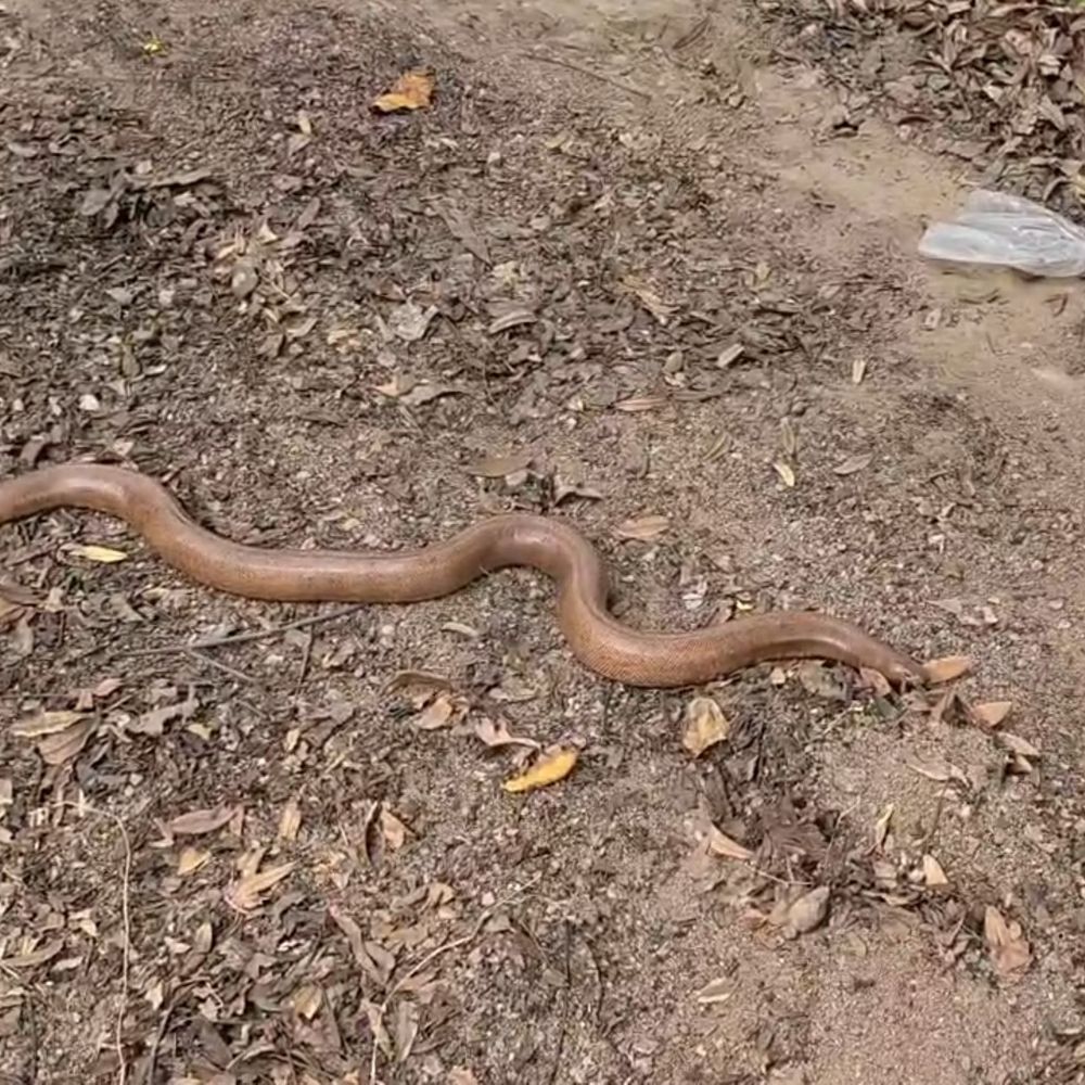 लड़की को सांप ने काटा, परिजन सांप लेकर अस्पताल पहुंचे:फिरोजाबाद ट्रामा सेंटर में रख दी बोरी, मरीज और स्टाफ डरे