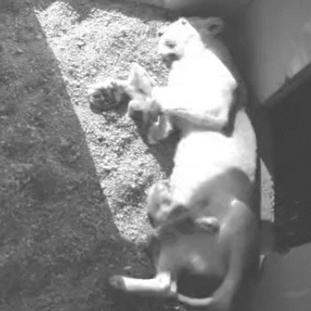 मुरादाबाद से रेस्क्यू तेंदुआ शावक की इटावा सफारी में मौत:मां से मिलाने के प्रयास रहे नाकाम, शेरनी नीरजा के चारों शावक स्वस्थ