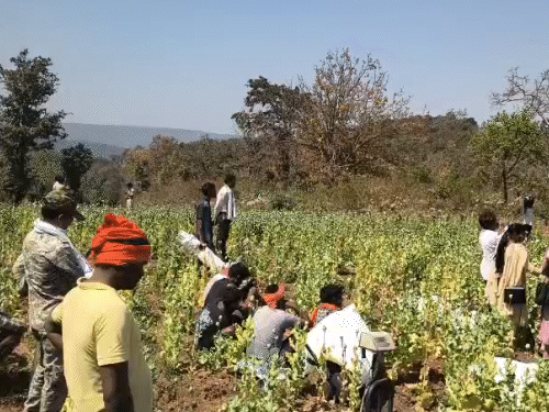 झारखंड-टू-छत्तीसगढ़ तक फैला अफीम का नेटवर्क:  कार्रवाई बढ़ी,तो तस्करों ने सरहदी-गांवों को बनाया ठिकाना, भाजपा-नेता के जरिए कराई खेती,2 और गांवों में खेती की चर्चा – Ambikapur (Surguja) News