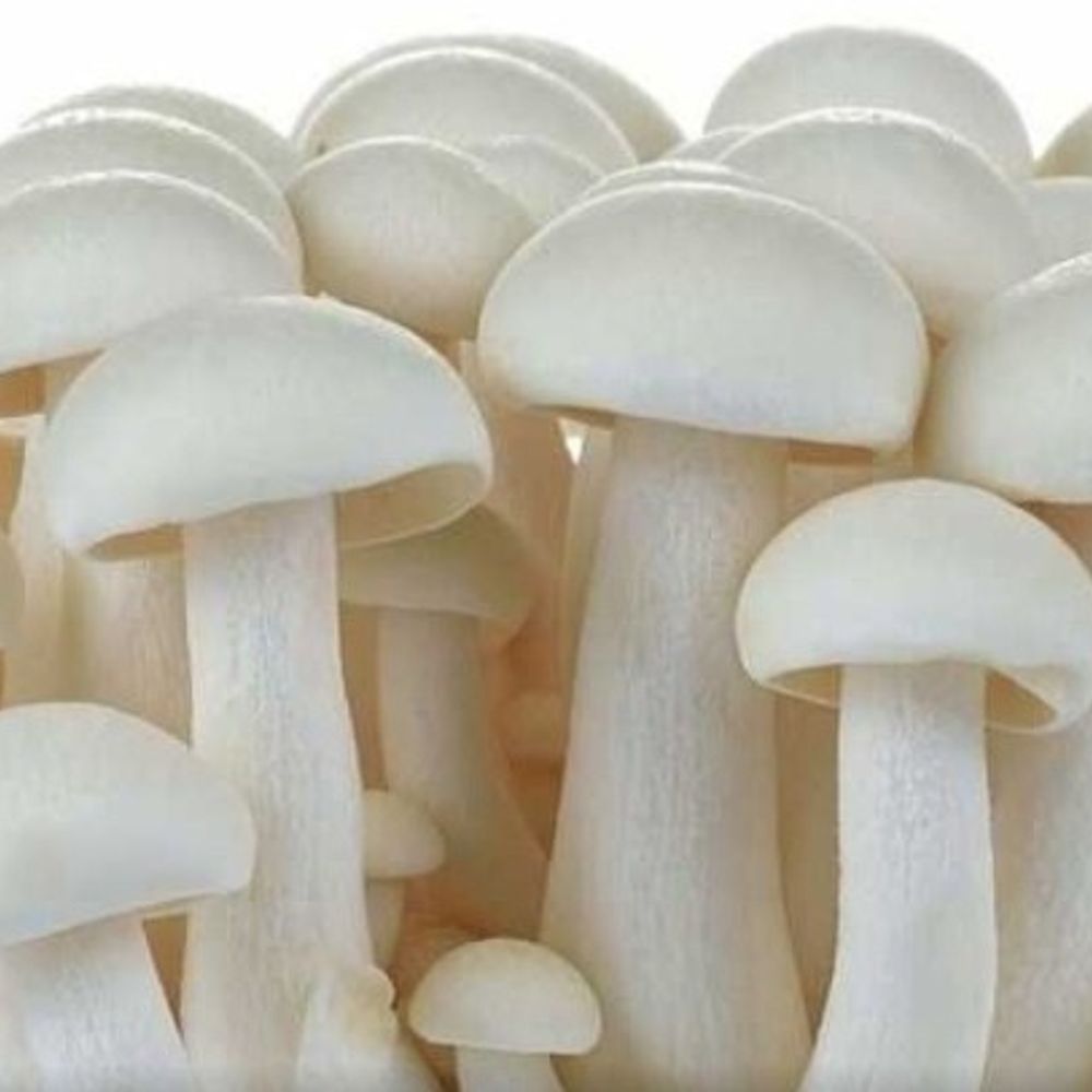 रुहेलखंड विश्वविद्यालय के छात्र मशरूम बेचकर कमा रहे मुनाफा:प्रशिक्षण के बाद ऑनलाइन प्लेटफॉर्म पर कर रहे बिक्री