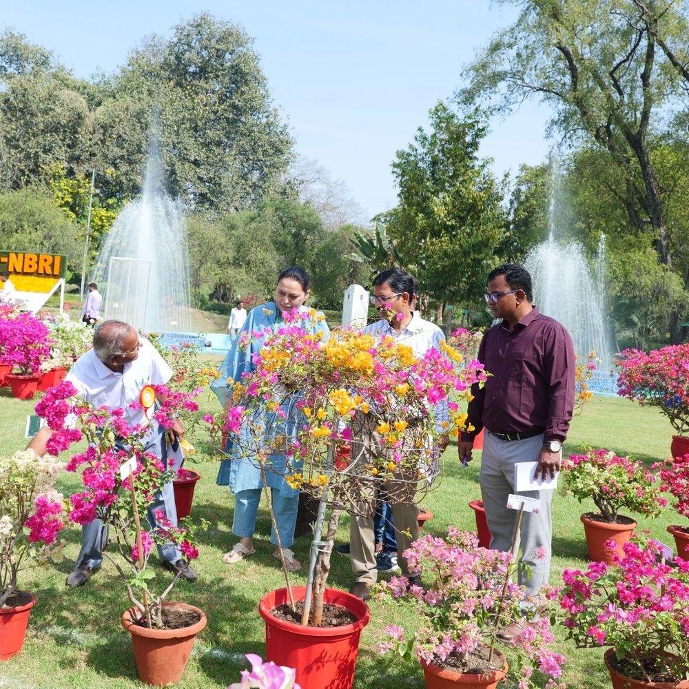 लखनऊ में NBRI में बोगनविलिया उत्सव:बड़ी संख्या में पहुंचे लोग ,बोगनविलिया के दिखे विभिन्न रंग छात्रों ने जमकर लिया सेल्फी