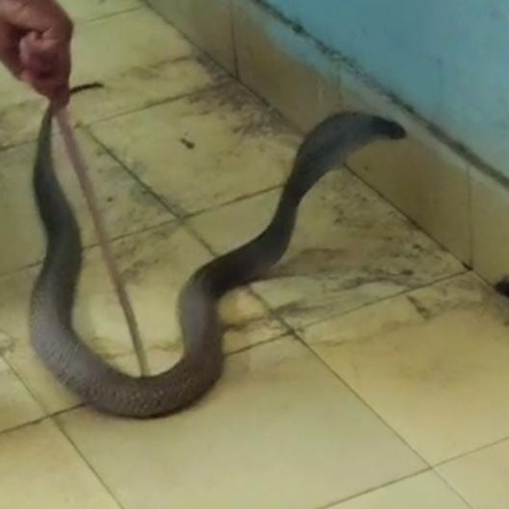 कोरबा पुलिस लाइन दफ्तर में मिला 4 फीट का कोबरा:अलमारी के पीछे बैठा था सांप, स्नैक कैचर ने जंगल में छोड़ा