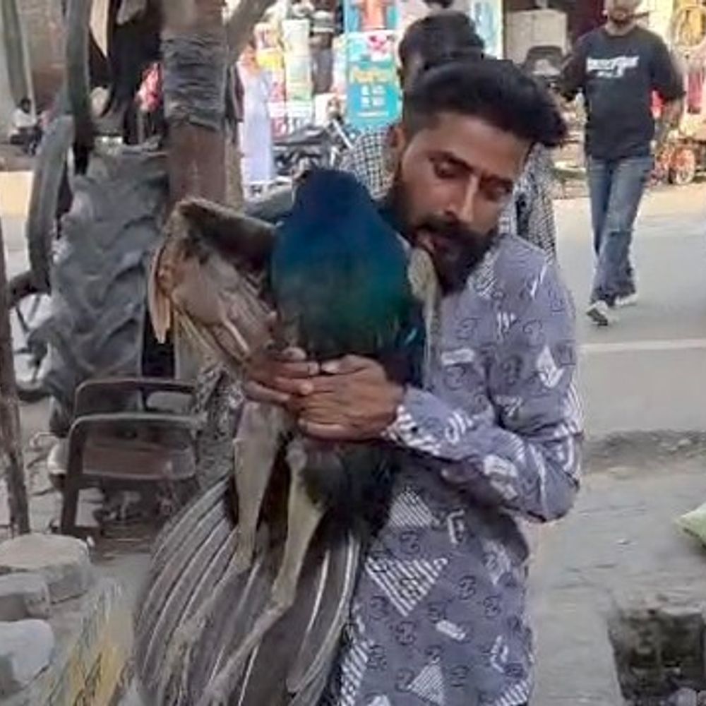 मुजफ्फरनगर के जंगल में घायल मिला राष्ट्रीय पक्षी मोर:पशु प्रेमी और वन विभाग ने किया सुरक्षित रेस्क्यू, इलाज जारी