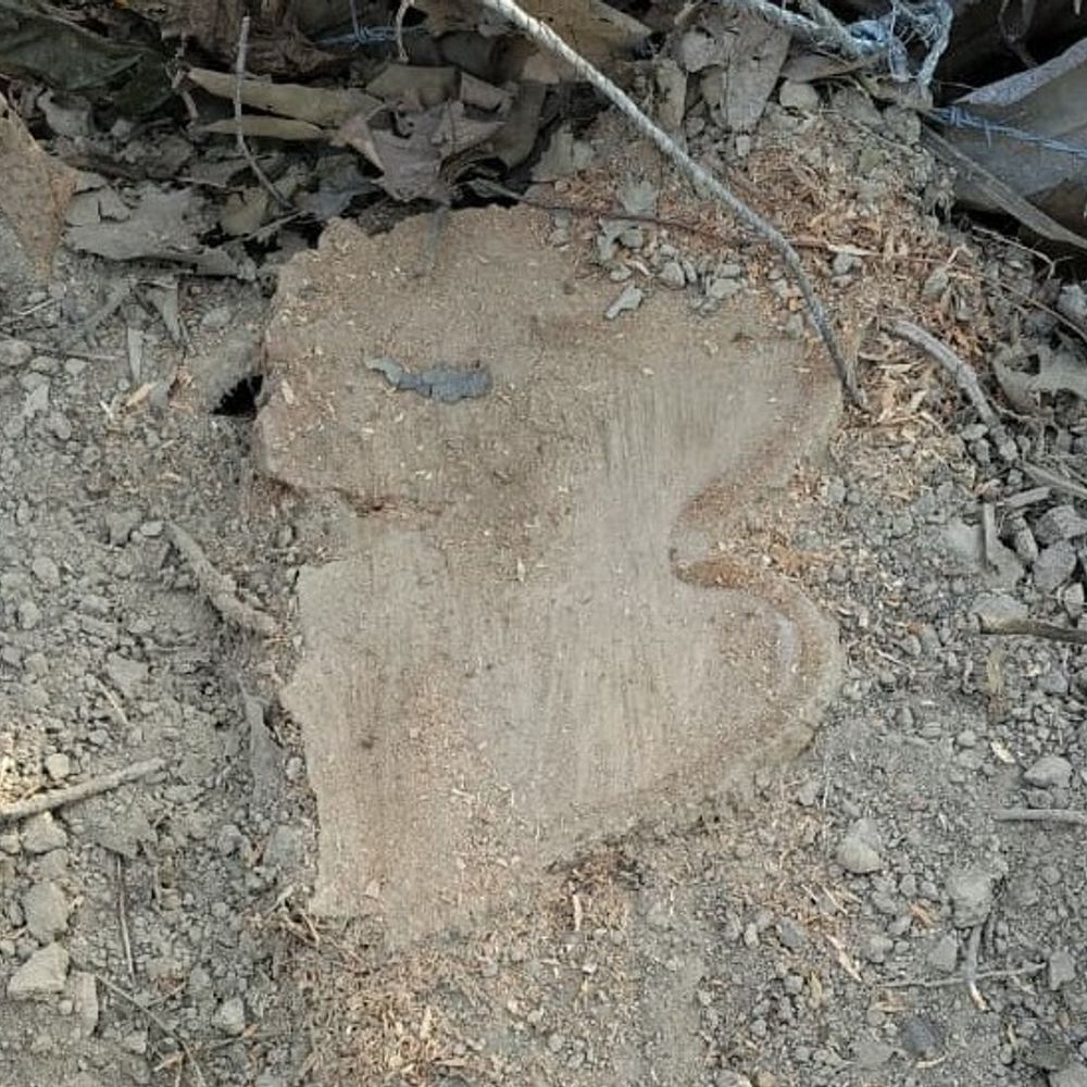 अयोध्या में 81 पेड़ अवैध रूप से काटे गए:वन विभाग ने ठेकेदार पर 60 हजार का जुर्माना लगाया, केस दर्ज