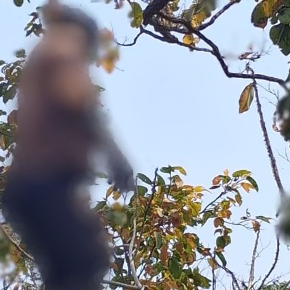 सोनभद्र जंगल में 4 दिन बाद दंपती के शव मिले:पति पेड़ से गमछे के सहारे लटका था, पत्नी नाली के किनारे पड़ी मिली