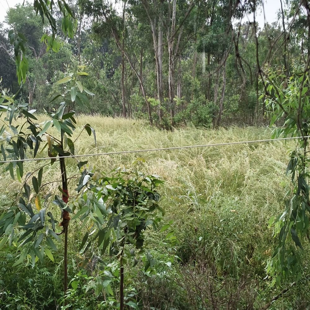 हरदोई में बूंदाबांदी, तेज हवाओं से मौसम सुहाना:सरसों की मड़ाई प्रभावित, गेहूं की फसल गिरने का खतरा