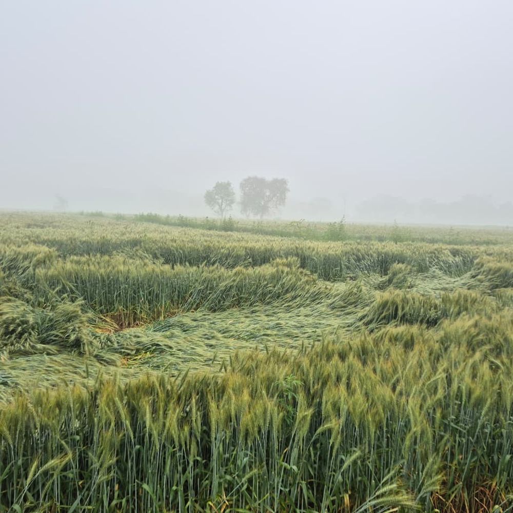 एटा में तेज हवाओं से गेहूं की फसलें गिरीं:किसानों को तंबाकू और सरसों में नुकसान की चिंता