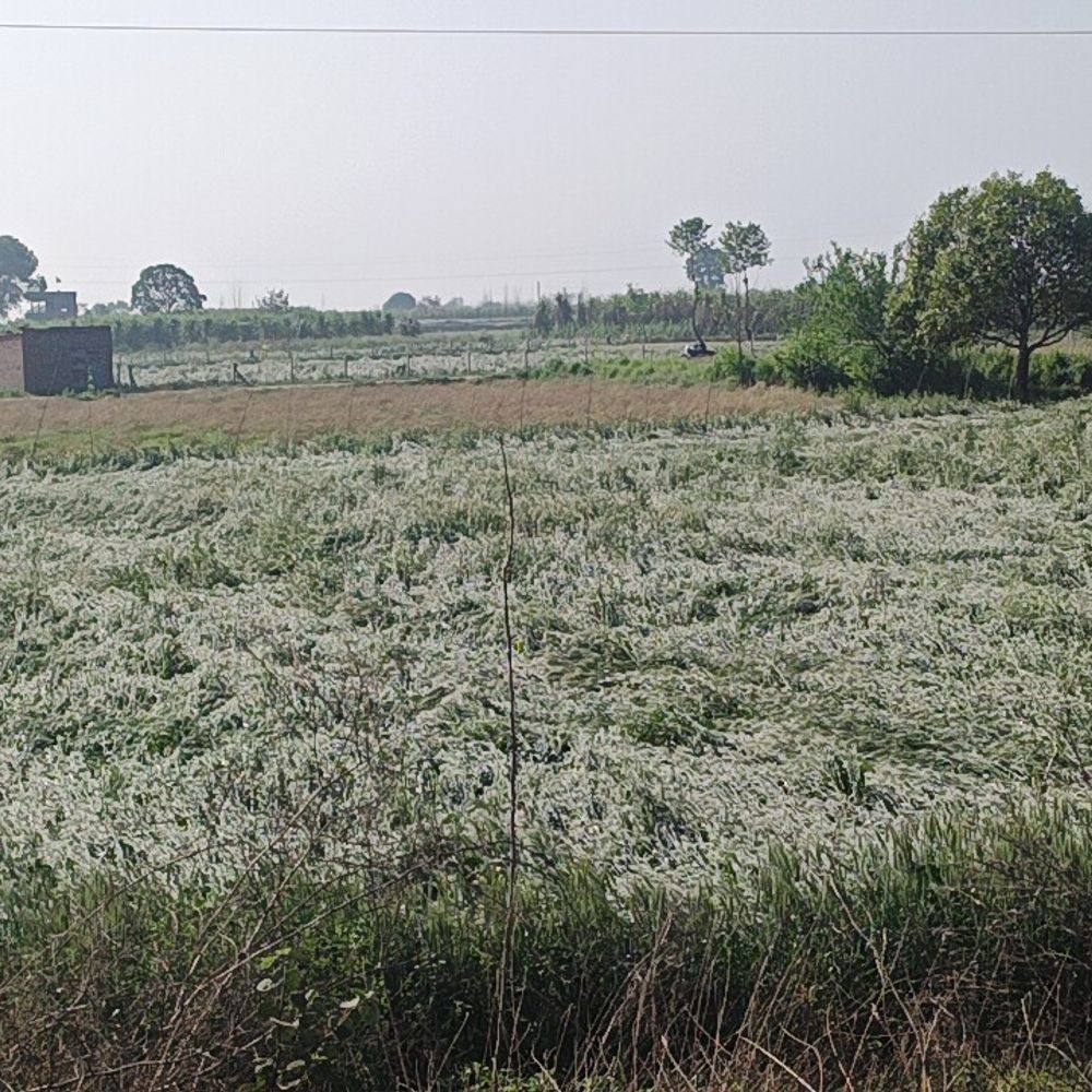 शामली में तेज आंधी-बारिश से फसलें बर्बाद:गेहूं और सरसों को भारी नुकसान, किसानों ने मांगी आर्थिक मदद