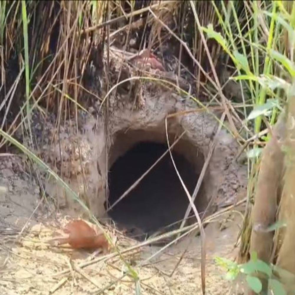 कौशांबी के खेत में दिखा जंगली जानवर:ग्रामीणों ने VIDEO बनाया, पुलिस-वन विभाग ने किया अलर्ट, सर्च अभियान शुरू