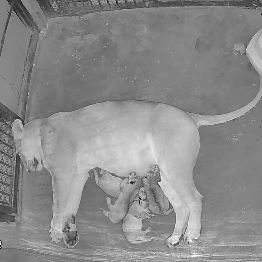 इटावा सफारी पार्क में बुजुर्ग शेरों की विशेष देखभाल:बढ़ती उम्र के बावजूद आरामदायक जीवन के लिए खास इंतजाम, नीरजा के चार नवजात शावक स्वस्थ