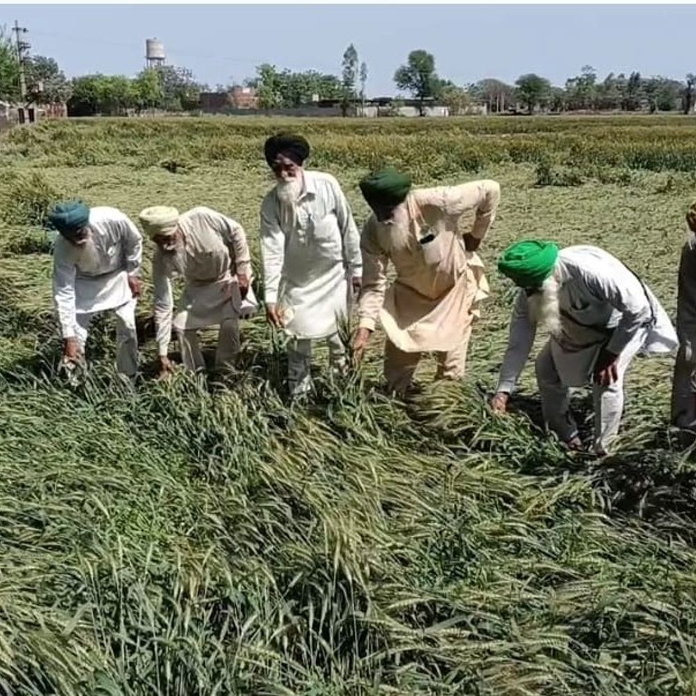 बरनाला में बारिश-ओलावृष्टि से गेहूं की फसल खराब:  उत्पादन घटने की आशंका, किसानों ने सर्वे कराने और मुआवजे की मांग – Barnala News