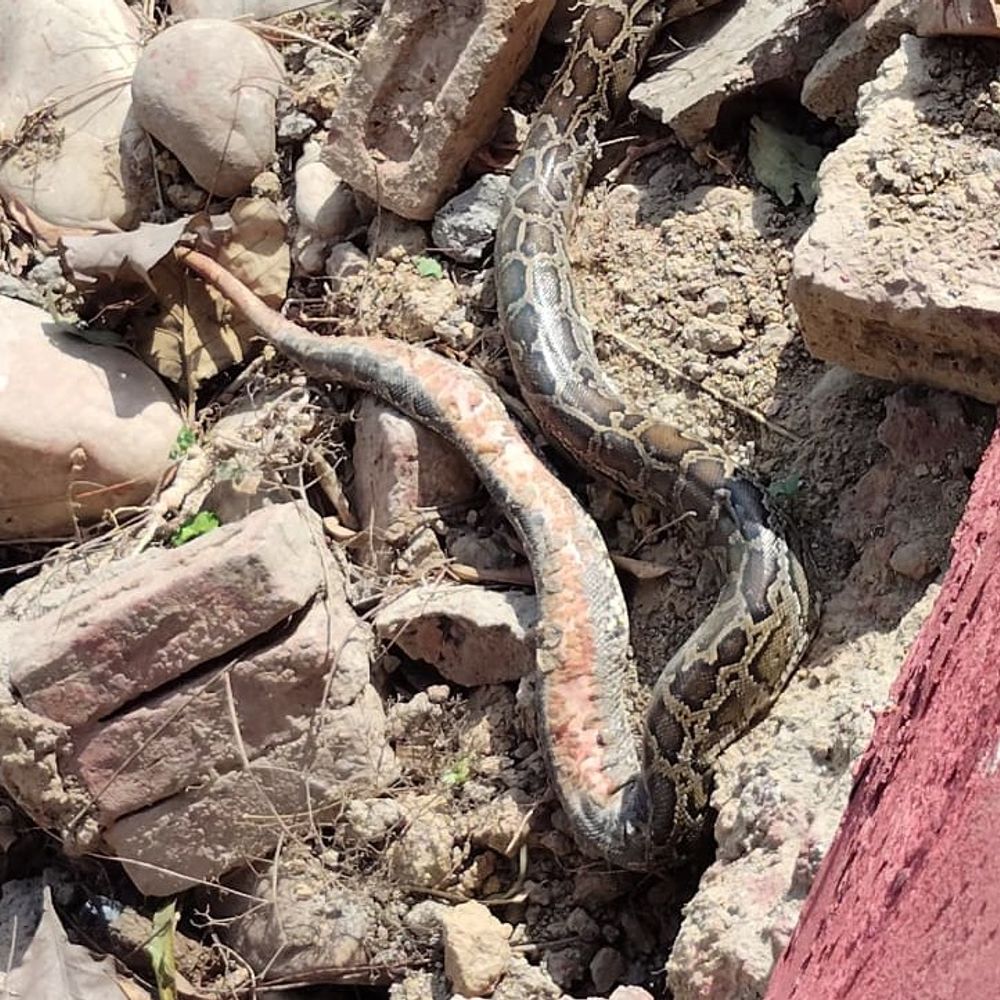 बिजनौर के गढ़मलपुर डाम पर दिखा 10 फीट लंबा अजगर:VIDEO वायरल होने से मचा हड़कंप, आबादी के पास होने से बढ़ी चिंता