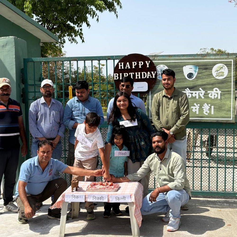 इटावा सफारी पार्क में शेरनी नीरजा के शावकों का जन्मदिन:केक काटकर मनाया गया पहला उत्सव, 4 नवजात शावक स्वस्थ