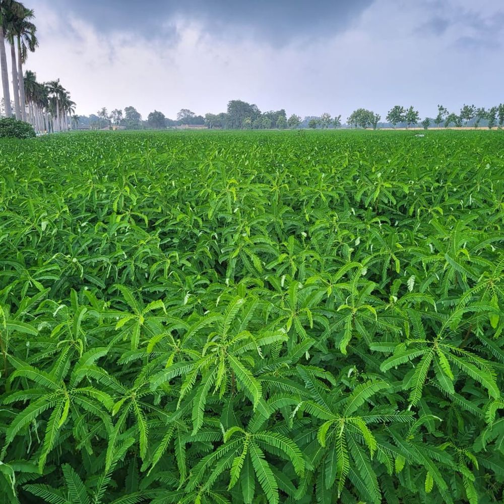 खाड़ी युद्ध से यूरिया के संकट का समाधान क्या है?:सनई, ढैंचा, उर्द-मूंग की खेती से घट सकती है यूरिया की खपत
