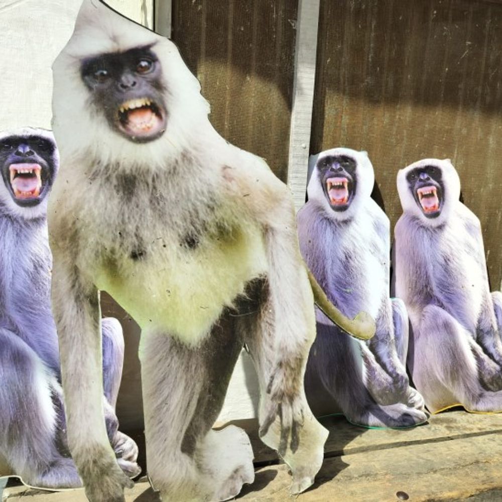 राष्ट्रपति दौरे के दौरान बंदर रहेंगे चुनौती:वन विभाग ने 30 सदस्यीय टीम की तैनात,लंगूरों के लगाए जाएंगे कट आउट