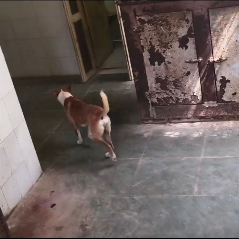 महाराजगंज सीएचसी के वार्डों में घूम रहे कुत्ते:मरीजों, नवजात बच्चों और प्रसूताओं को संक्रमण व हमले का खतरा