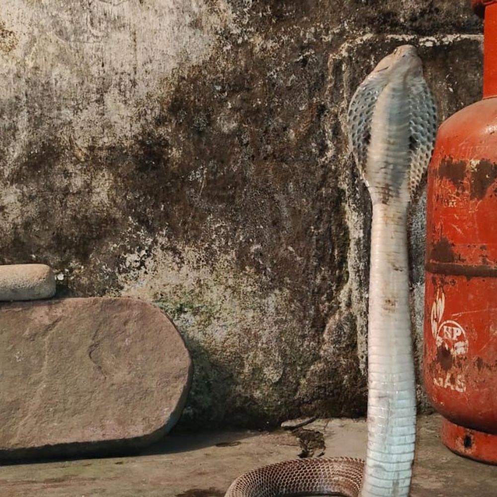 बच्चा जहरीले नाग के पास पहुंचा:कोरबा में बड़ी घटना टल गई, डेढ़ घंटे में हुआ रेस्क्यू,