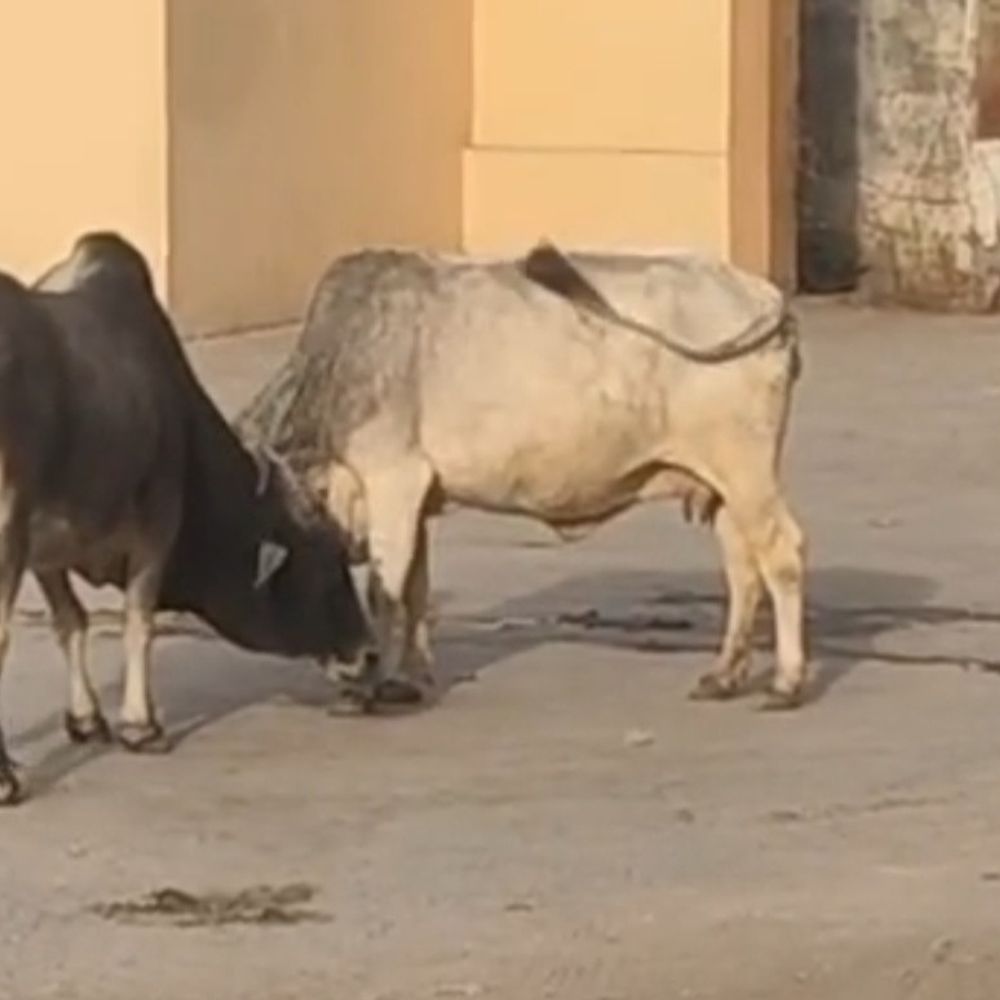 कर्वी में अन्ना गौवंश से बढ़ा खतरा:गल्ला मंडी सहित कई इलाकों में खुले घूम रहे पशु, नगर पालिका पर सवाल