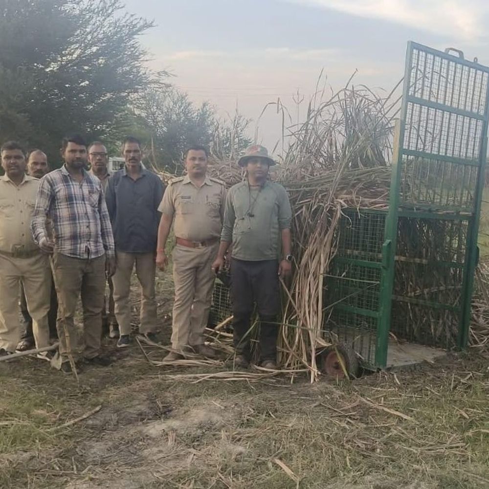 दुधवा से निकला बाघ गांवों में सक्रिय:वन विभाग ड्रोन और हाथियों से कर रहा निगरानी, हमले में एक की हो चुकी मौत