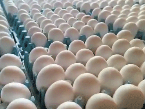 
                 यूपी के अंडा वितरक बोले- एक्सपायरी डेट से रुकेगी कालाबाजारी:FSDA के साथ बैठक की, कमेटी ने कहा- इससे अतिरिक्त बोझ पड़ेगा 
            