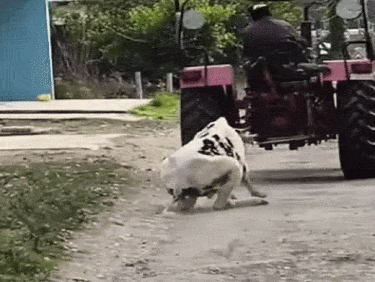 पठानकोट में गौवंश से क्रूरता, VIDEO वायरल:  बछड़े को ट्रैक्टर से बांध घसीटा, हिंदू संगठनों ने की कार्रवाई की मांग, पुलिस को देंगे शिकायत – Pathankot News