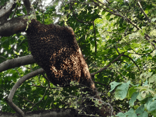 जंगल में मधुमक्खियां बढ़ाएंगी पेड़ पौधे:वन विभाग ने शेरगढ़ सेंचुरी में 10 बॉक्स लगाए, छत्ता तोड़ने पर होगी सख्त कार्रवाई