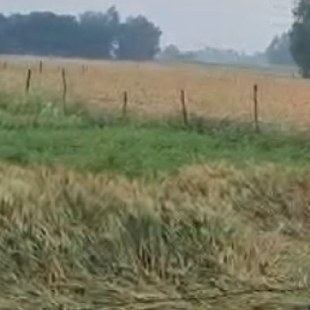 श्रावस्ती में आकाशीय बिजली गिरी:किसान की मौत, मवेशियों को लेकर खेत गया था