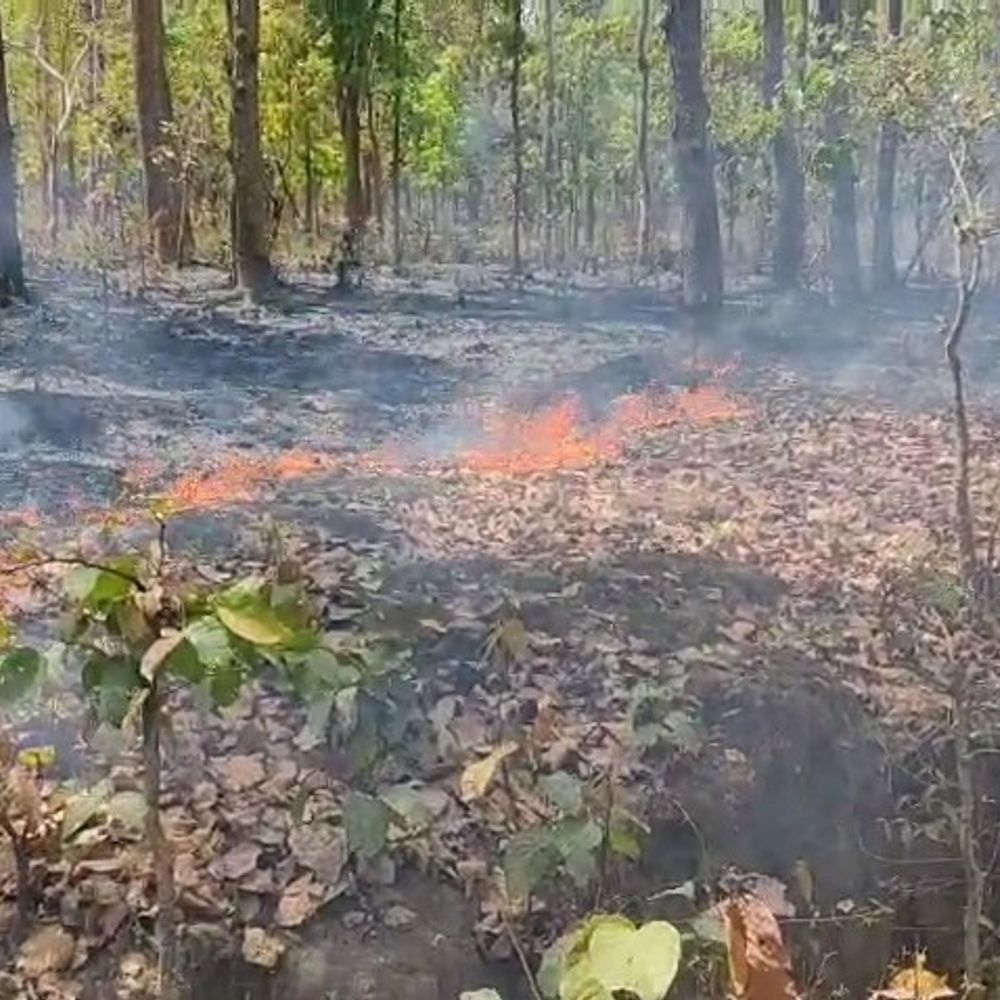 मरवाही वनमंडल के जंगलों में लगी आग:  वन्यजीवों पर खतरा, वन विभाग ने कहा- फिलहाल स्थिति नियंत्रण में – Gaurela News