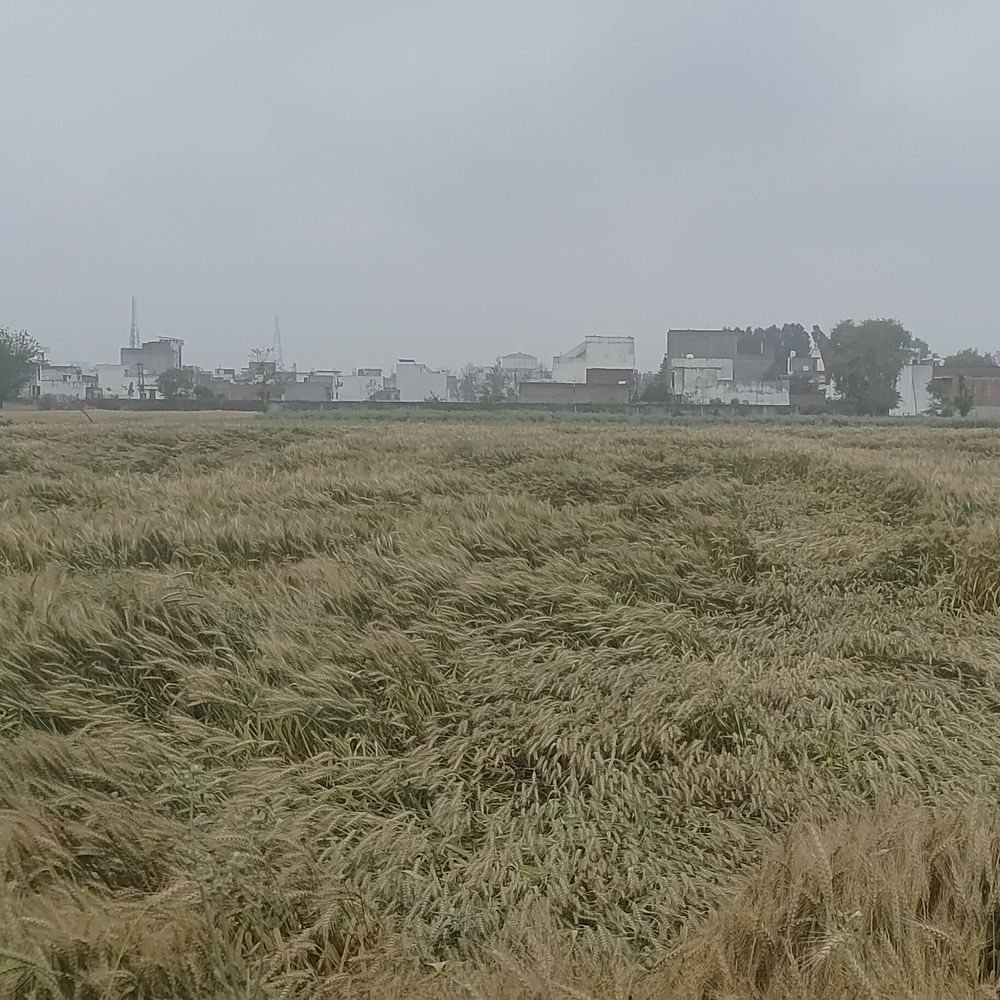 हापुड़ में 13 मिमी बारिश से फसलों को नुकसान:10 हजार हेक्टेयर फसल प्रभावित, जलभराव से बढ़ी किसानों की चिंता