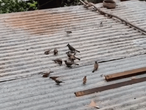 मंडी में विश्व गौरैया दिवस पर कार्यक्रम:  देवभूमि पर्यावरण रक्षक मंच ने की संरक्षण की अपील, प्रदूषण के कारण हो रही विलुप्त – Mandi (Himachal Pradesh) News