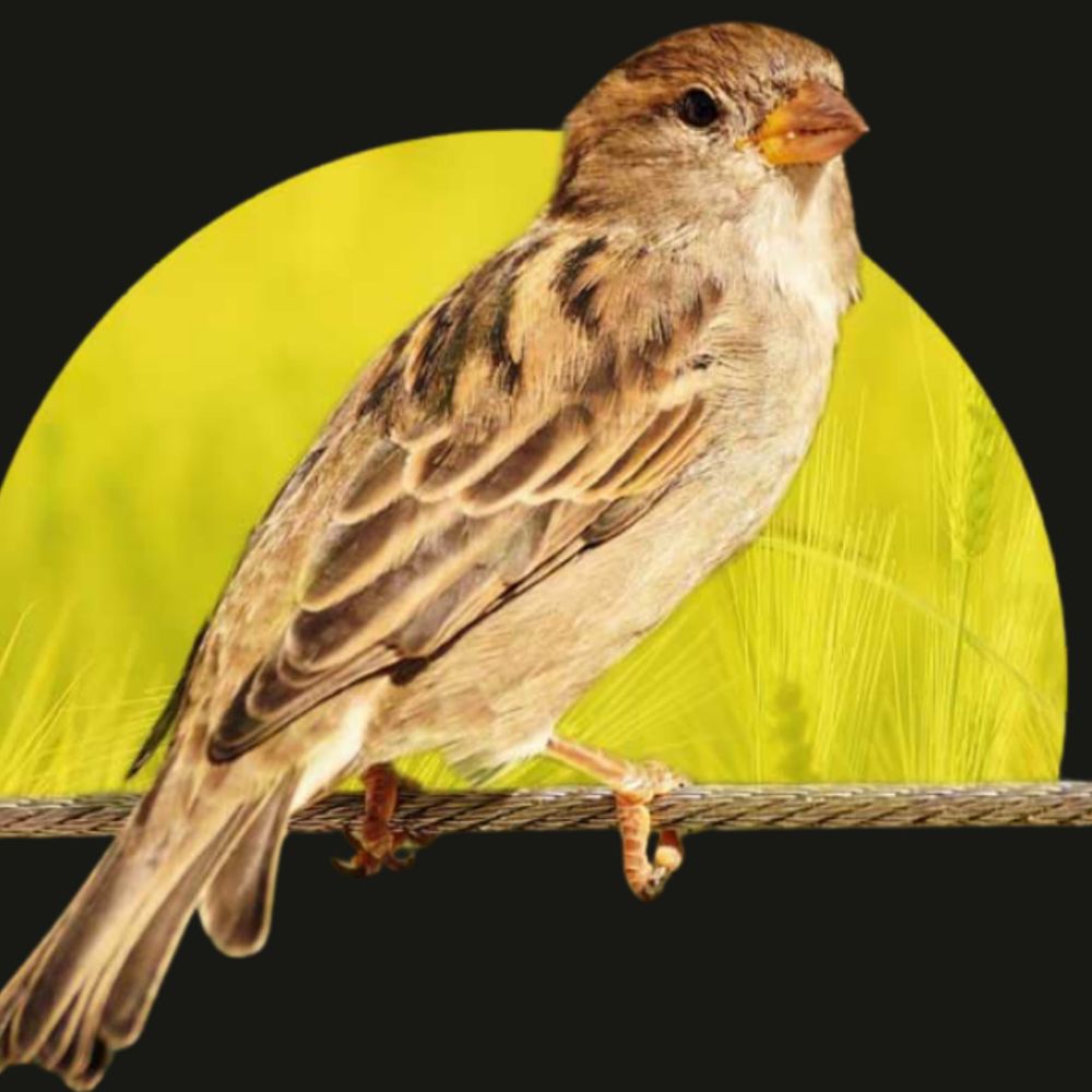 ​अब सिर्फ यादों में नहीं, आंगन में दिखेगी गौरैया:कानपुर में मोबाइल ऐप से बचेगा गौरैया का आशियाना, 4500 लोगों ने लिया संरक्षण का संकल्प