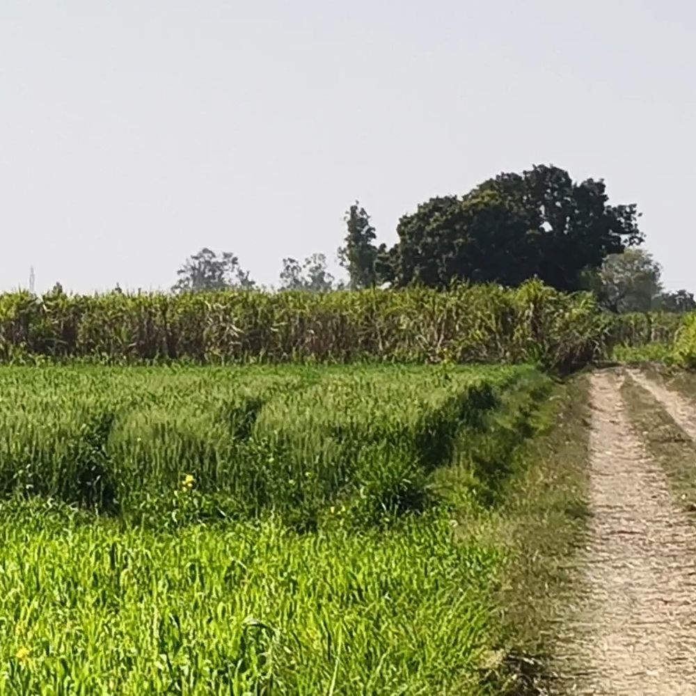 अमरोहा में आकाशीय बिजली गिरने से दो की गई जान:गन्ने के खेत में काम करते समय हादसा, किसानों की दर्दनाक मौत