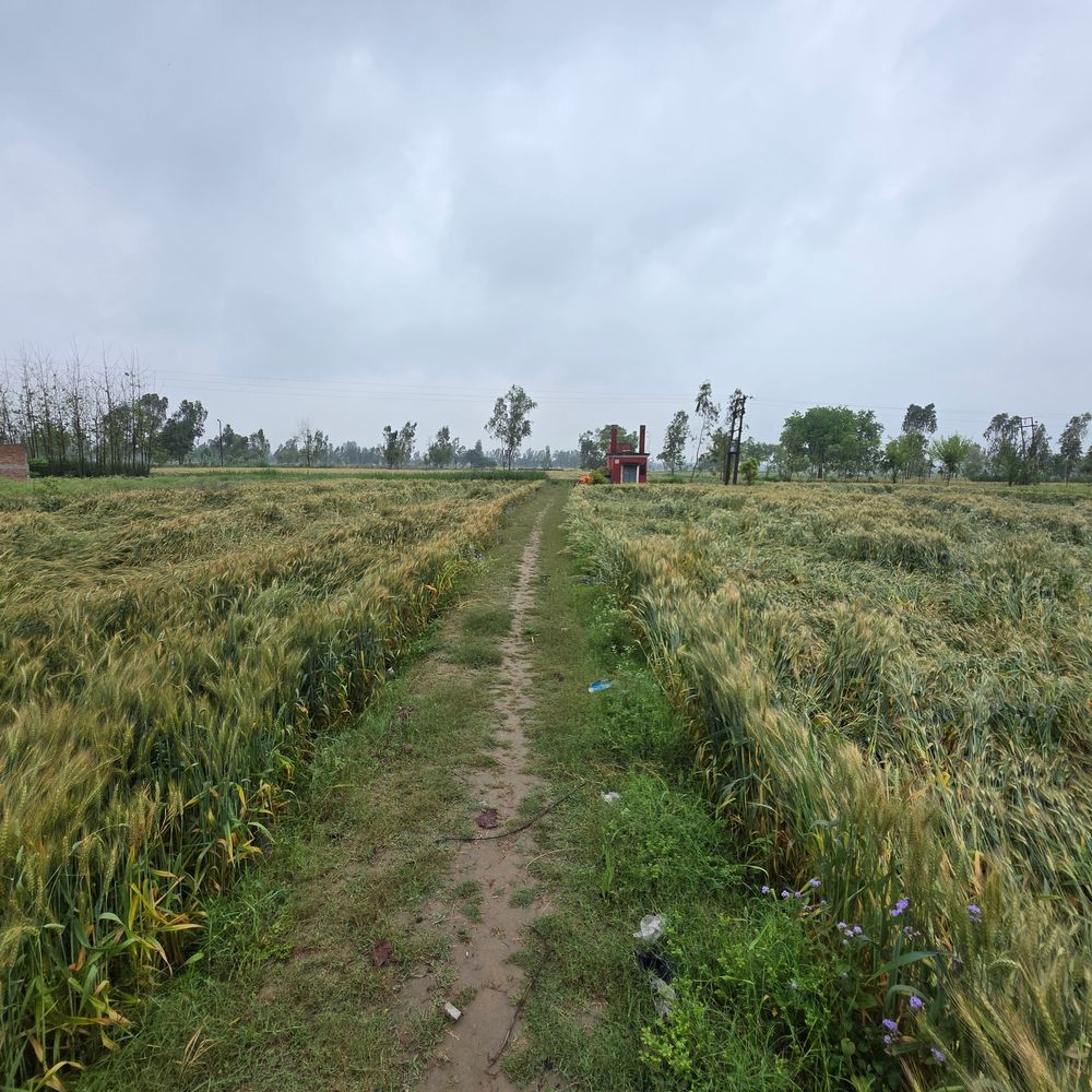 संभल में बेमौसम बारिश-आंधी से गेहूं की फसल गिरी:डीडीओ ने मांगी रिपोर्ट, 33% नुकसान पर मिलेगी आपदा सहायता