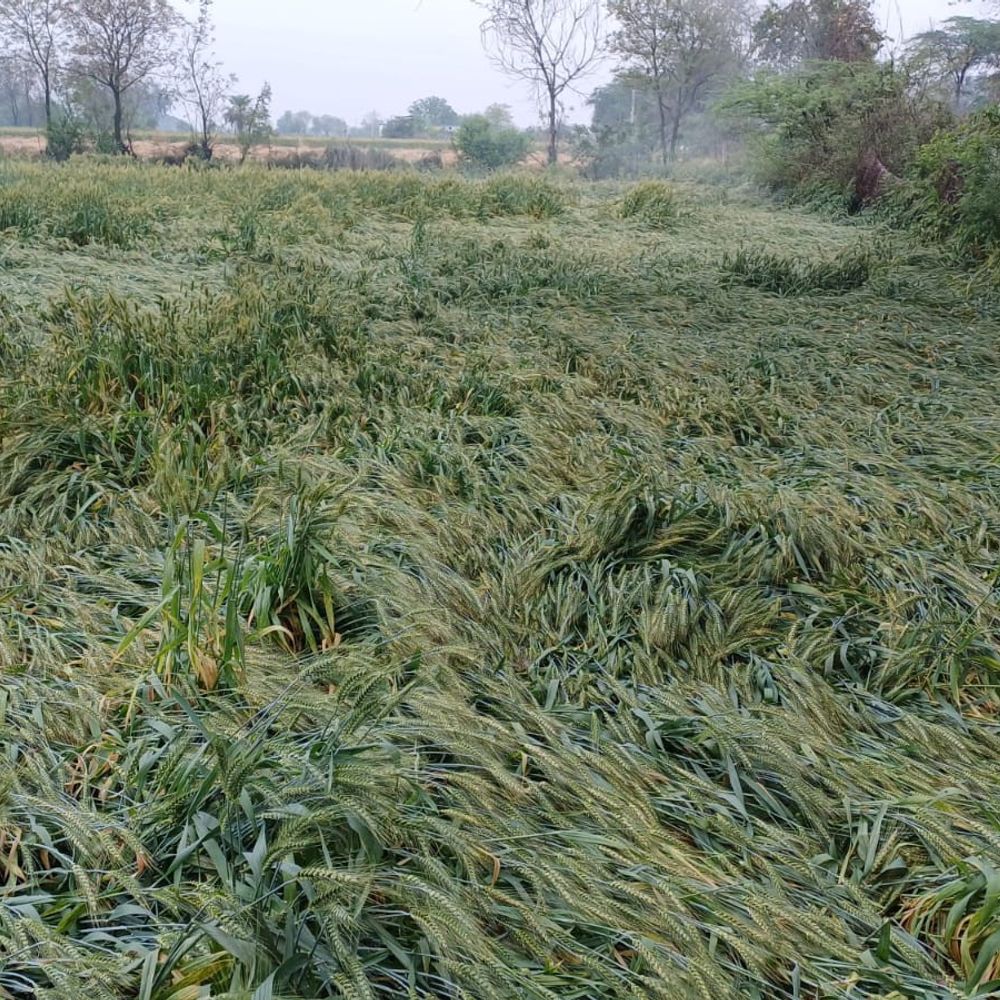 बुलंदशहर में तेज बारिश, हवाओं से फसलों को नुकसान:किसानों को भारी नुकसान, खेतों में पानी भरने से बढ़ी चिंता