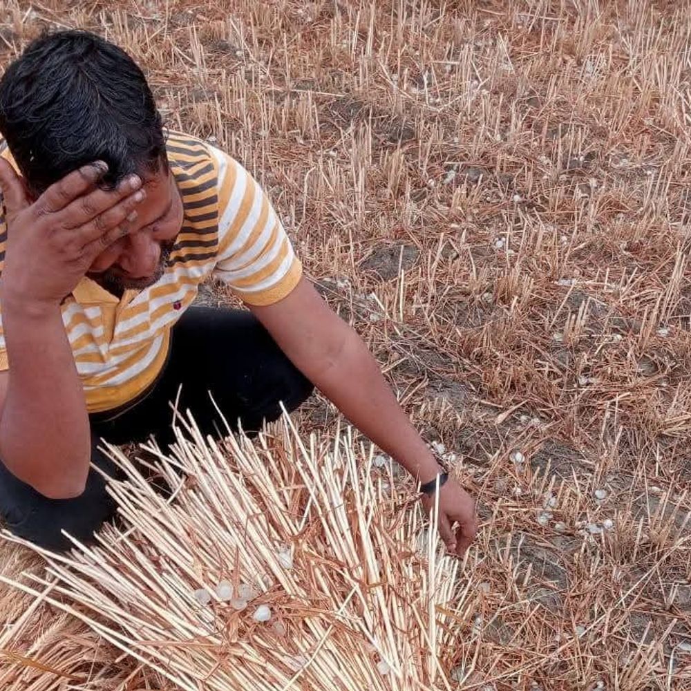 ललितपुर में ओलावृष्टि से फसलों को नुकसान:डीएम ने तत्काल सर्वे कर रिपोर्ट देने के निर्देश दिए, SDM की टीम करेगी सर्वे