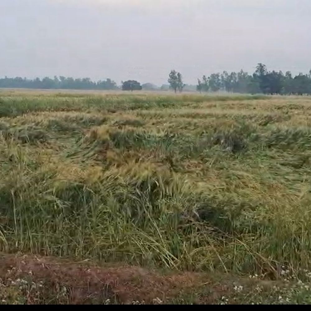 श्रावस्ती में बारिश-हवा से गेहूं की फसल गिरी:कटाई से पहले नुकसान का डर, किसानों की चिंता बढ़ी; रात में बारिश का अलर्ट