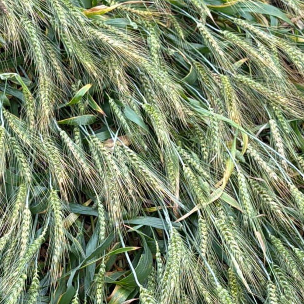 रामपुर में बूंदाबांदी, तेज हवा से गेहूं की फसल गिरी:किसानों को 30-40% नुकसान की आशंका, प्रशासन करेगा सर्वे