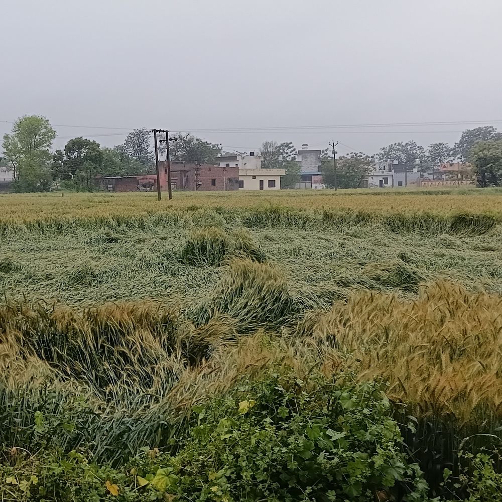 जालंधर में तेज हवा और बारिश से फसलें प्रभावित:  गेहूं और सरसों को नुकसान की आशंका, किसानों की चिंता बढ़ी, आर्थिक नुकसान का डर – Nakodar News