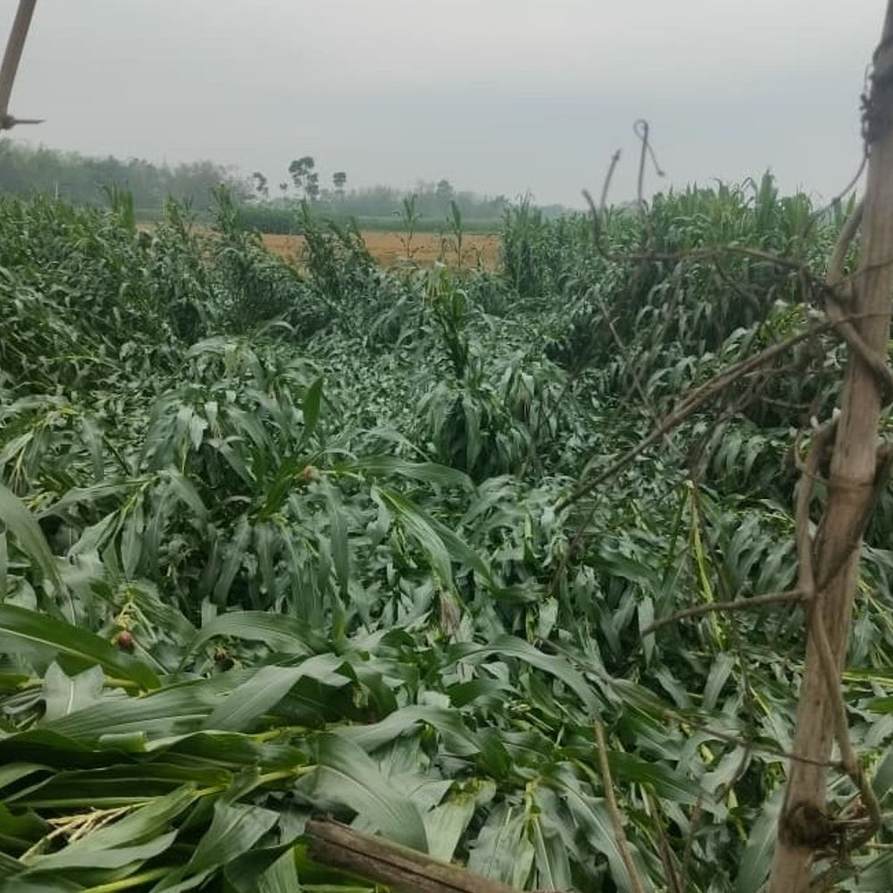 आंधी-बारिश से गेहूं, मकई सहित रबी की फसलें खराब:मधेपुरा में खेतों में खड़ी फसलें पूरी तरह बिछ गईं