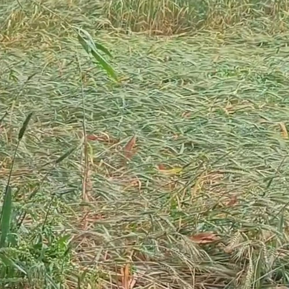 बारिश से सब्जियों की फसल को नुकसान की आशंका:देवरिया में खेतों में भरा पानी, कटाई की तैयारी चल रही थी