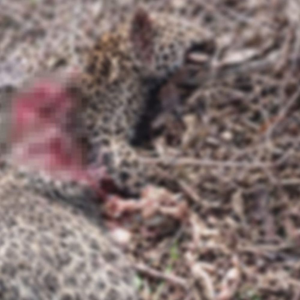 लखीमपुर खीरी में तेंदुए का शव मिला, VIDEO:संपूर्णानगर वन रेंज में संदिग्ध हालात में मौत, लोगों ने लड़ाई की आवाज सुनी